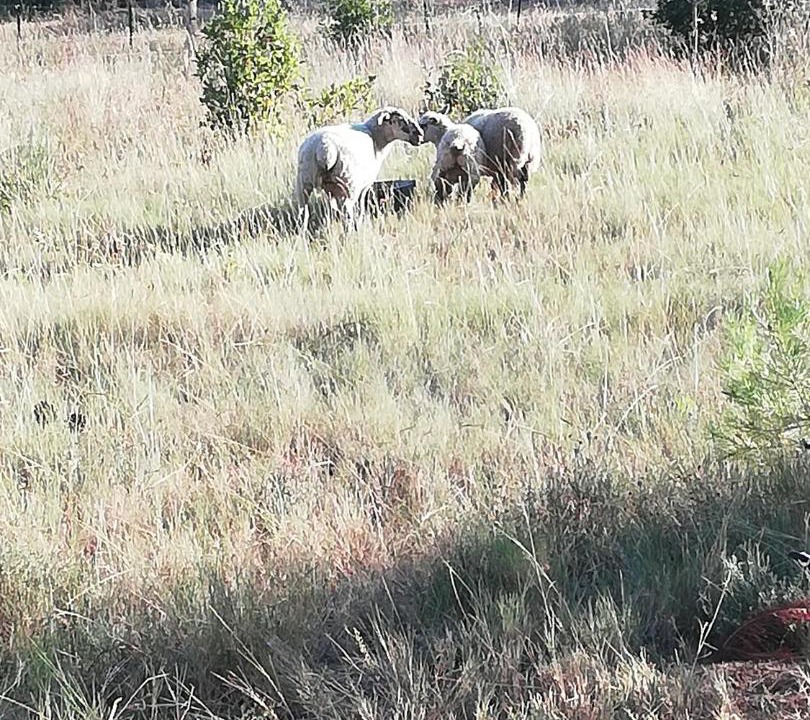 Photo of Others in Carcassonne