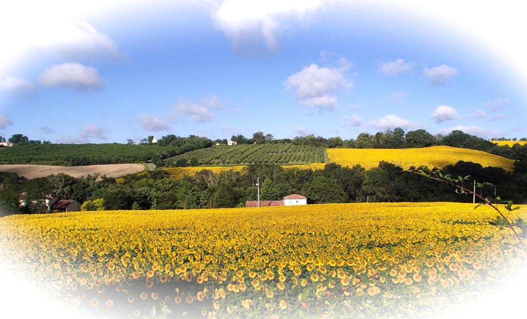 Photo of Others in Feugarolles