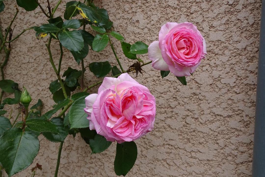 Photo of Others in Grezieu-la-Varenne