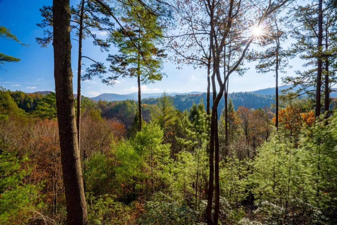 Photo of Others in Cherry Log