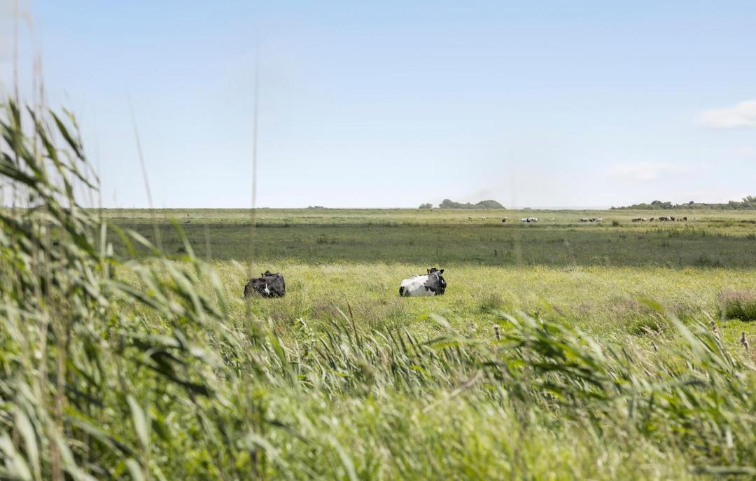 Photo of Others in Hojer