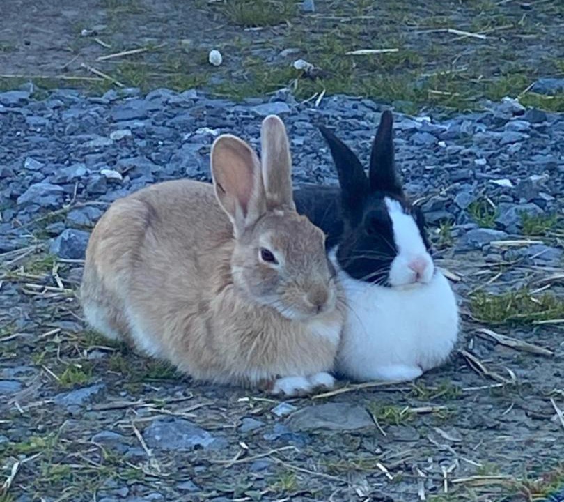 Photo of Others in Mawr