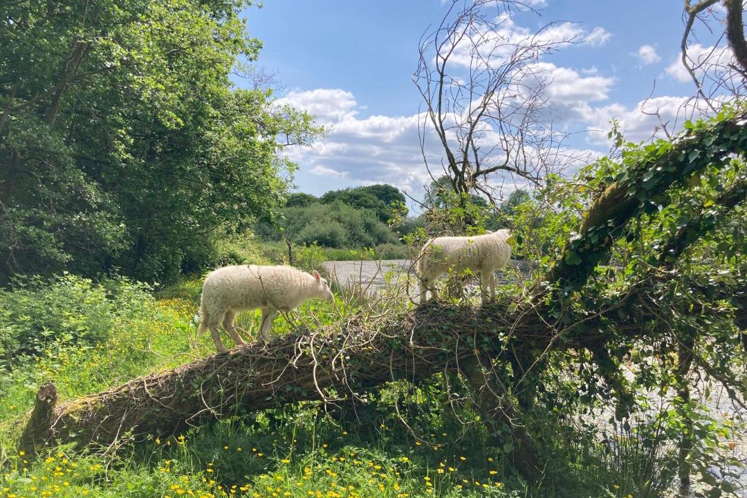 Photo of Others in Mawr