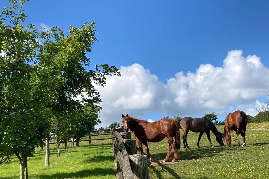 Photo of Others in Broadwoodkelly