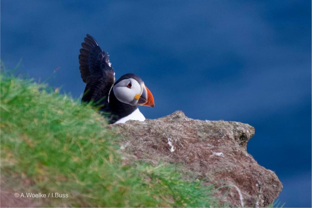 Photo of Others in Thurso