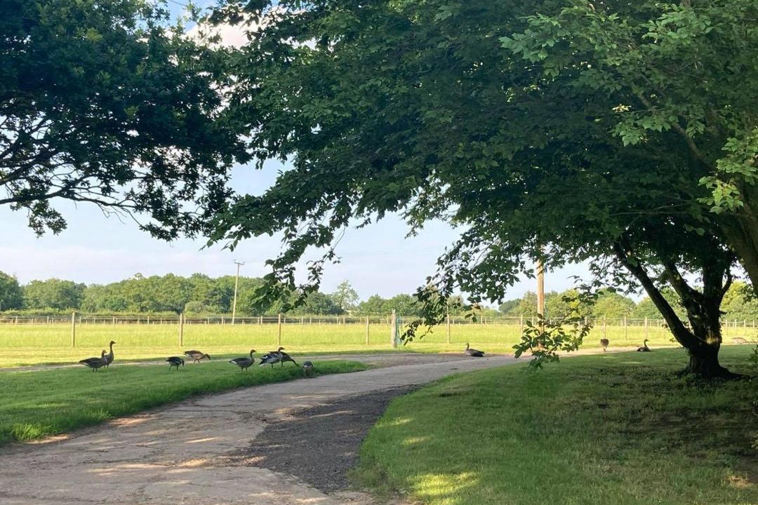 Photo of Others in East Dereham