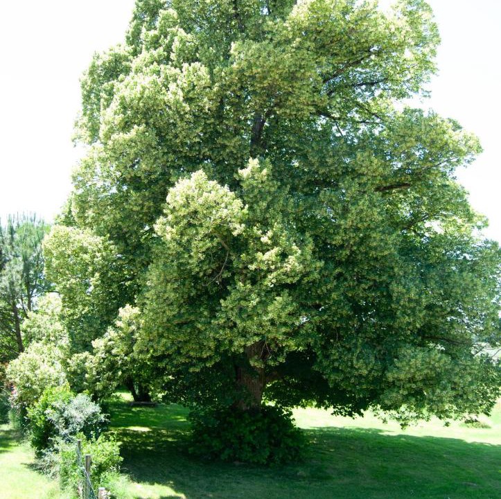 Photo of Others in Rouffignac