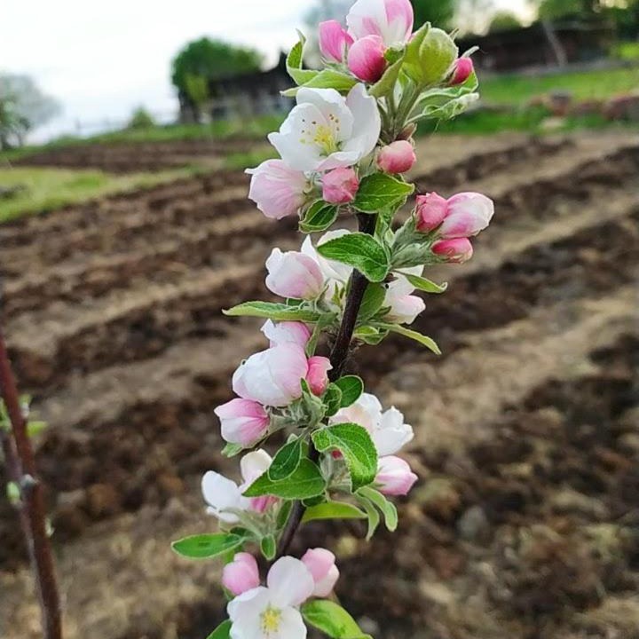 Photo of Others in Saint-Etienne-d'Orthe