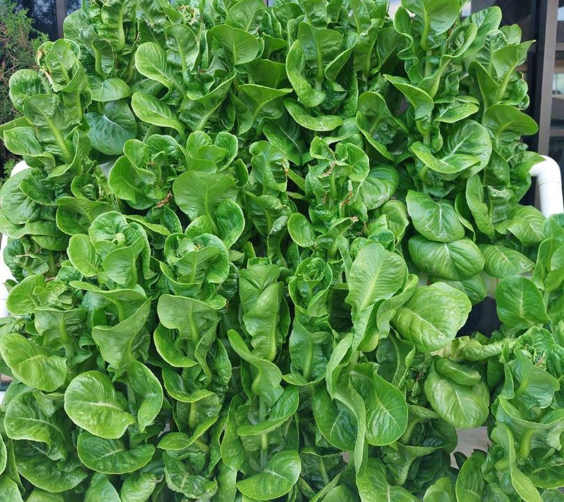 Photo of Others in Kluang