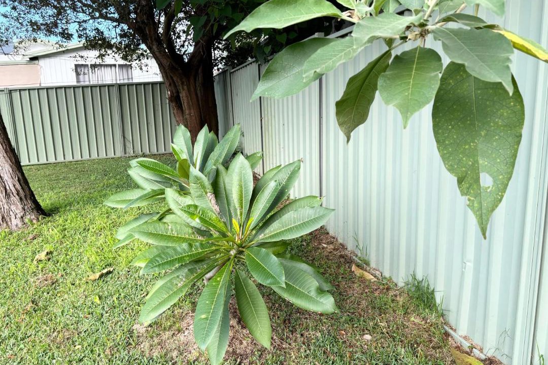 Photo of Others in North Nowra