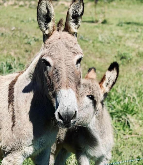 Photo of Others in Bormes-Les-Mimosas