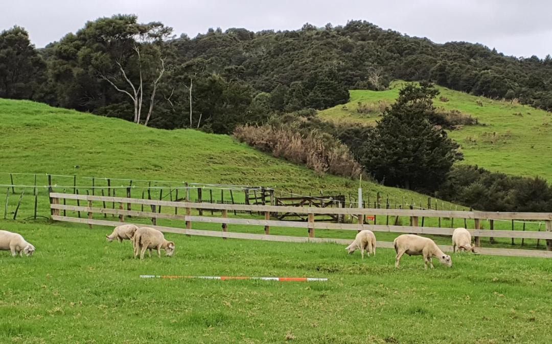 Photo of Others in Northland