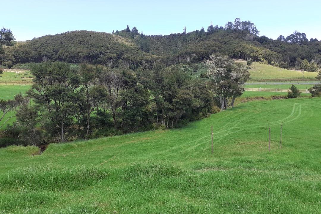 Photo of Others in Northland