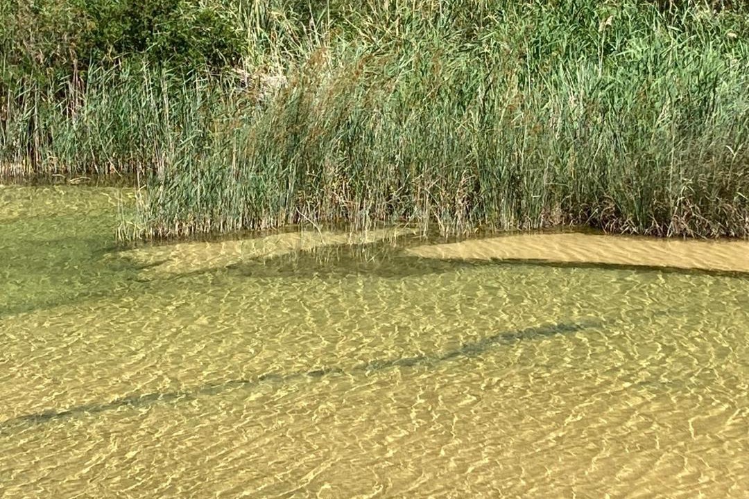 Photo of Others in Saint-Laurent-de-la-Cabrerisse
