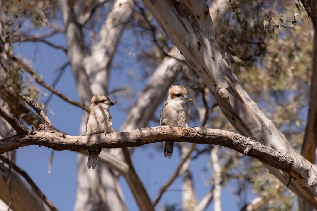 Photo of Others in Avoca