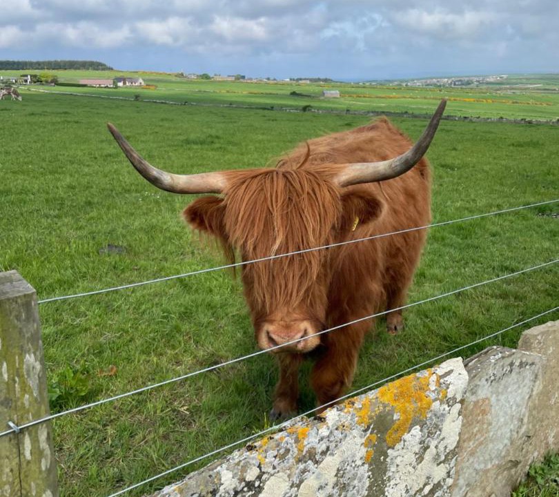 Photo of Others in Thurso