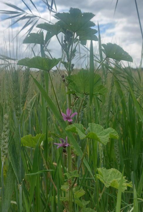 Photo of Others in Grandchamp