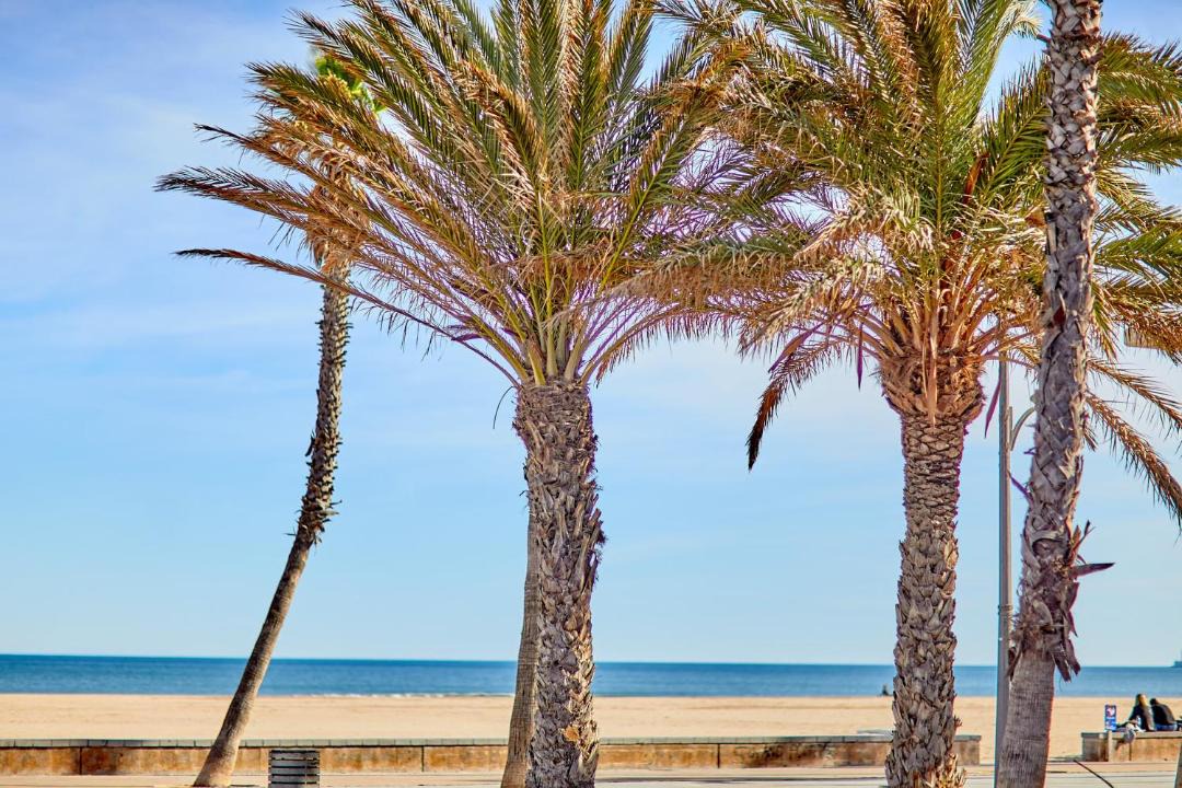 Photo of Others in Alboraya