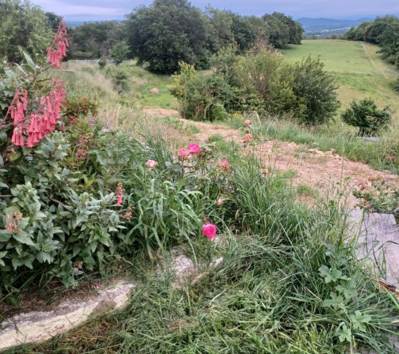 Photo of Others in Mirepoix