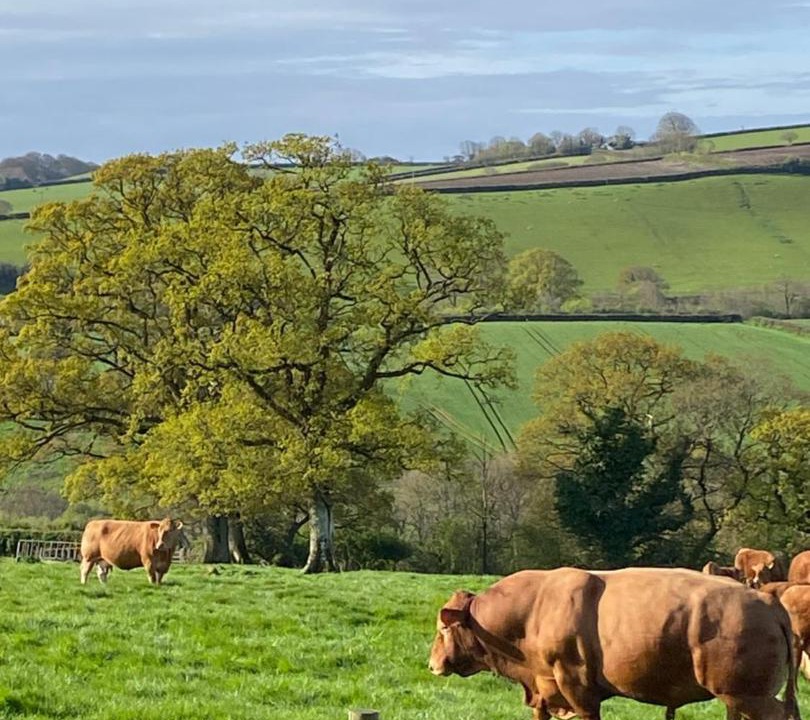 Photo of Others in Sticklepath
