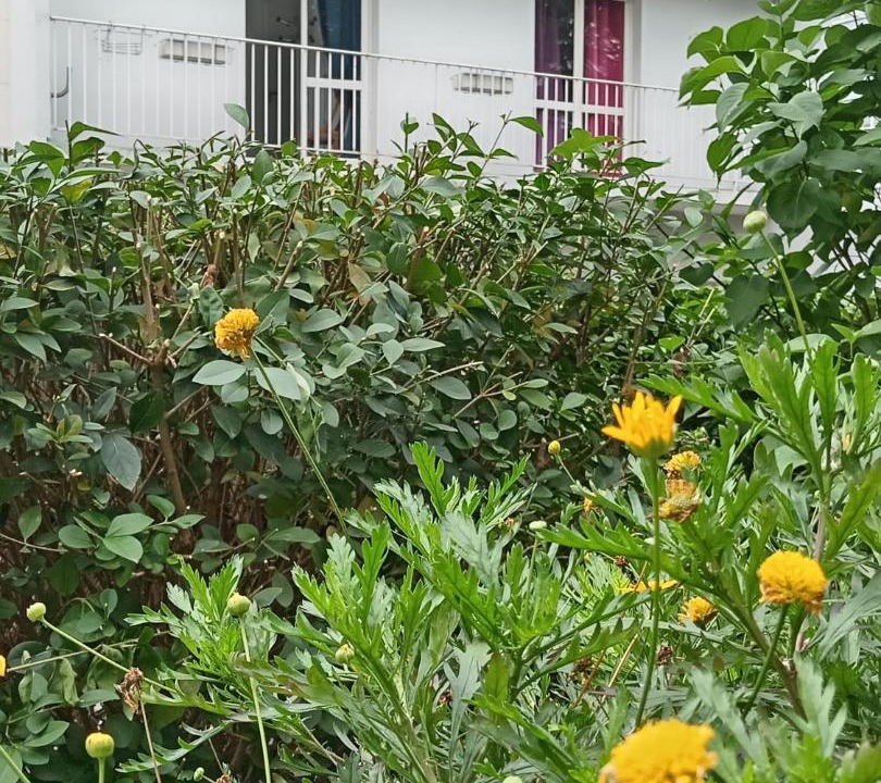 Photo of Others in Quartier de la Maison-Blanche