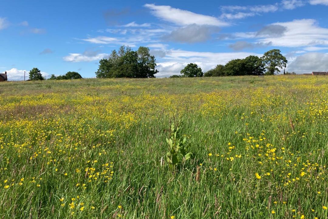 Photo of Others in Overton-on-dee