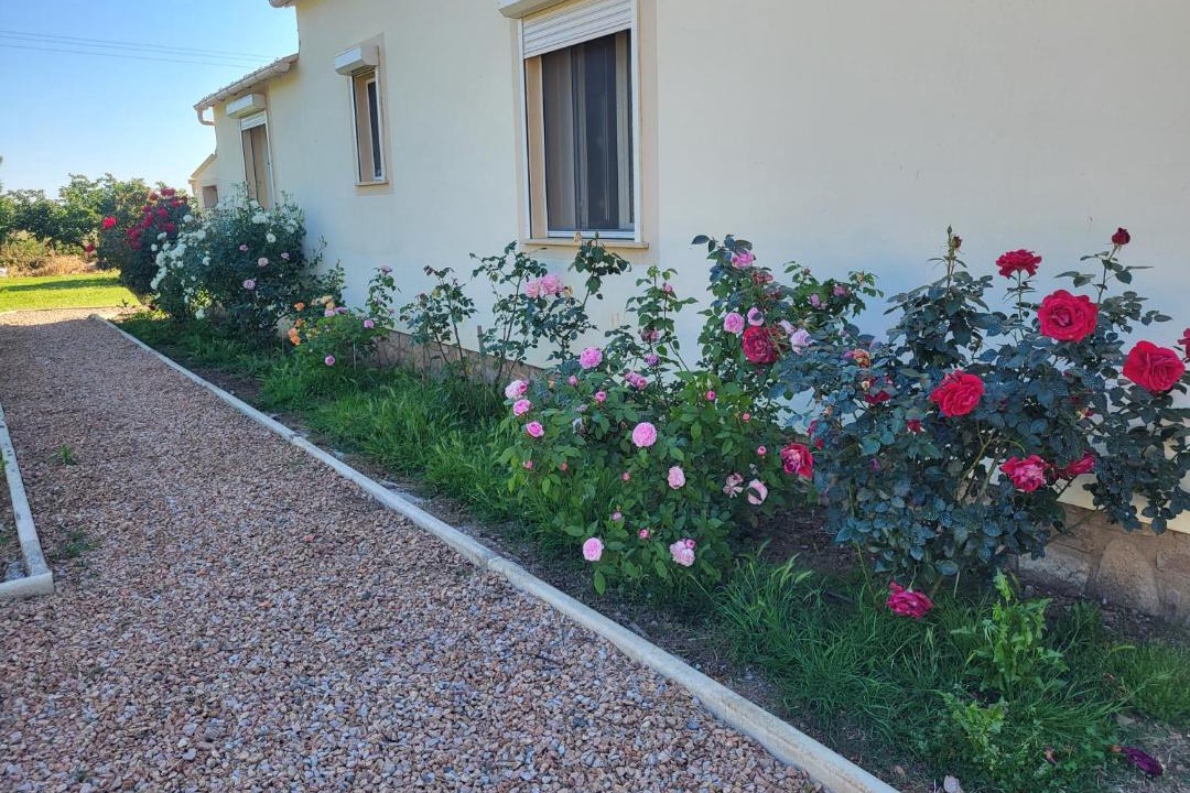 Photo of Others in Linguizzetta