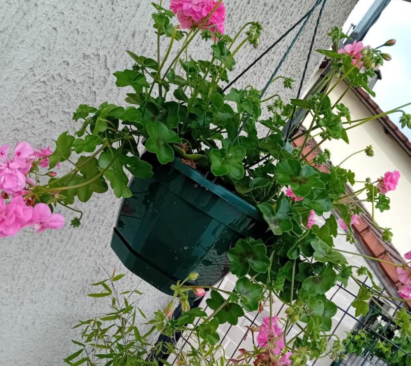 Photo of Others in Thonnance-Les-Joinville