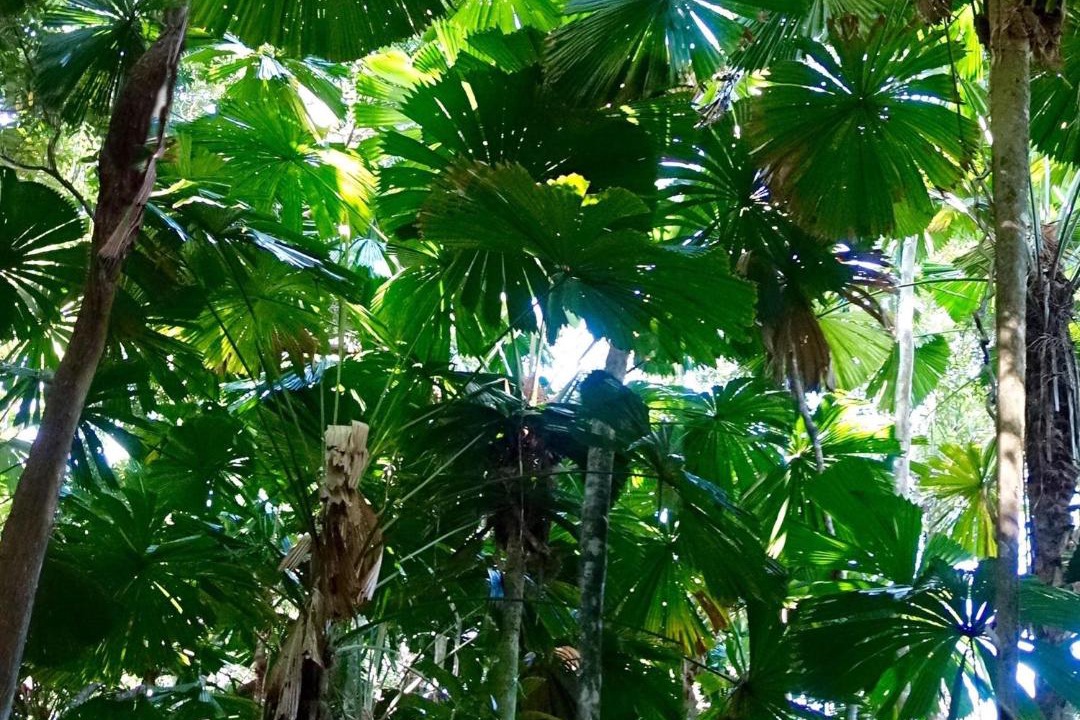 Photo of Others in Cape Tribulation