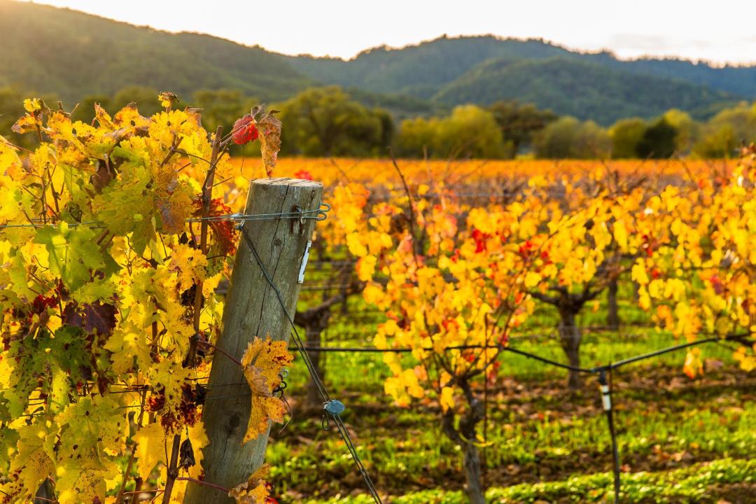 Photo of Others in St. Helena