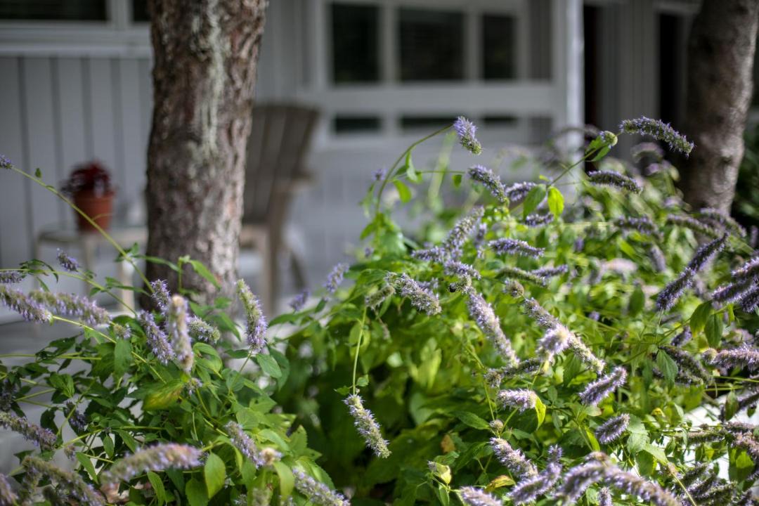 Photo of Others in Shinnecock Hills