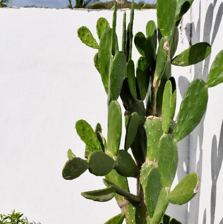 Photo of Others in Selong Belanak