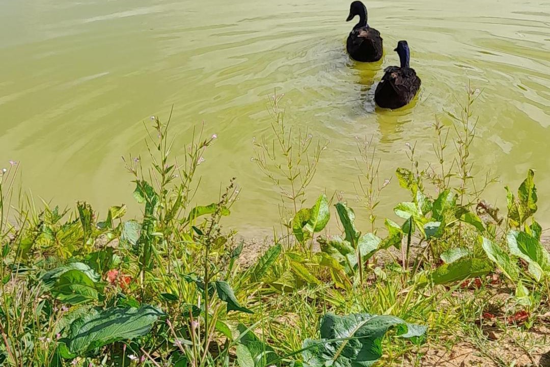 Photo of Others in Norton St. Philip