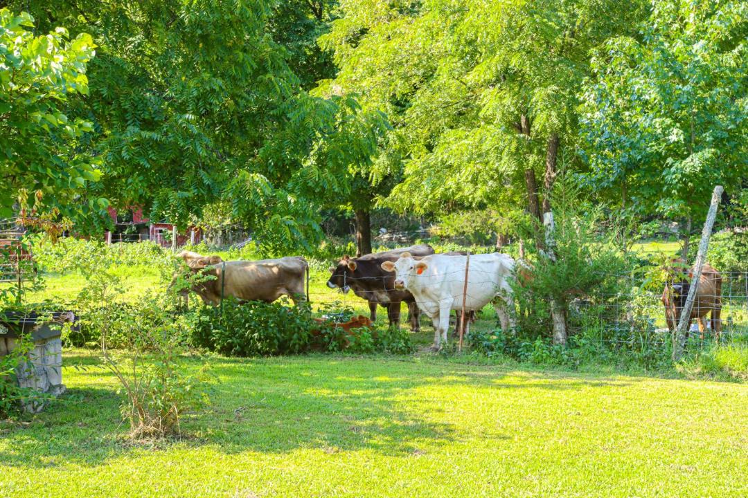 Photo of Others in Marble Falls