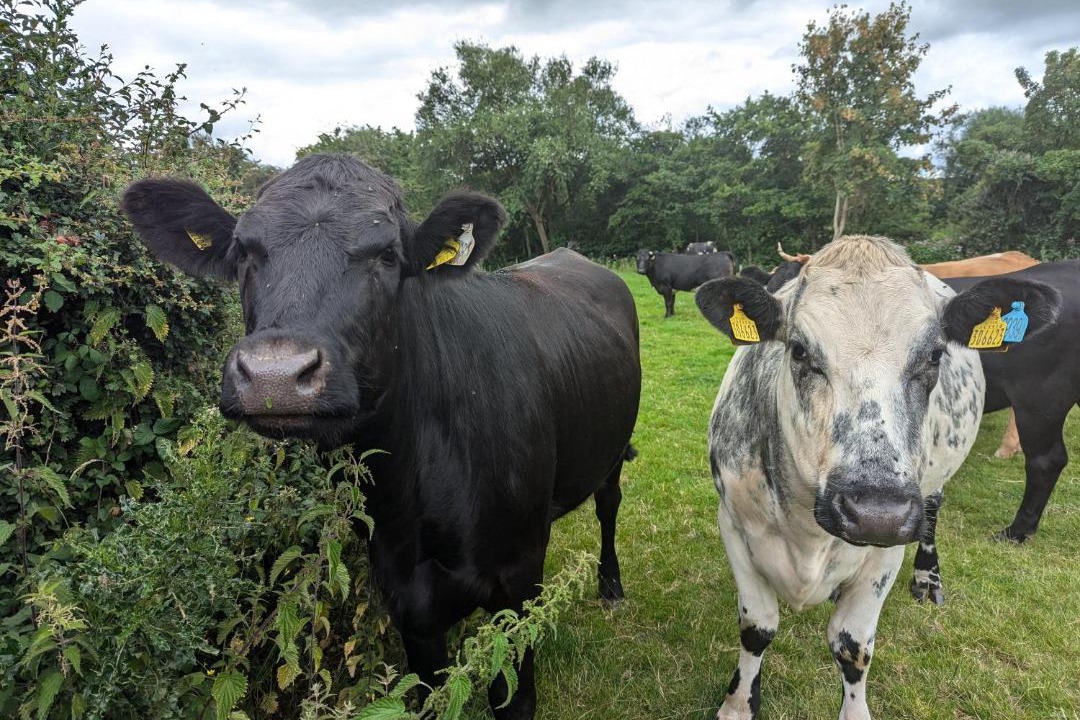 Photo of Others in Westbrook Court