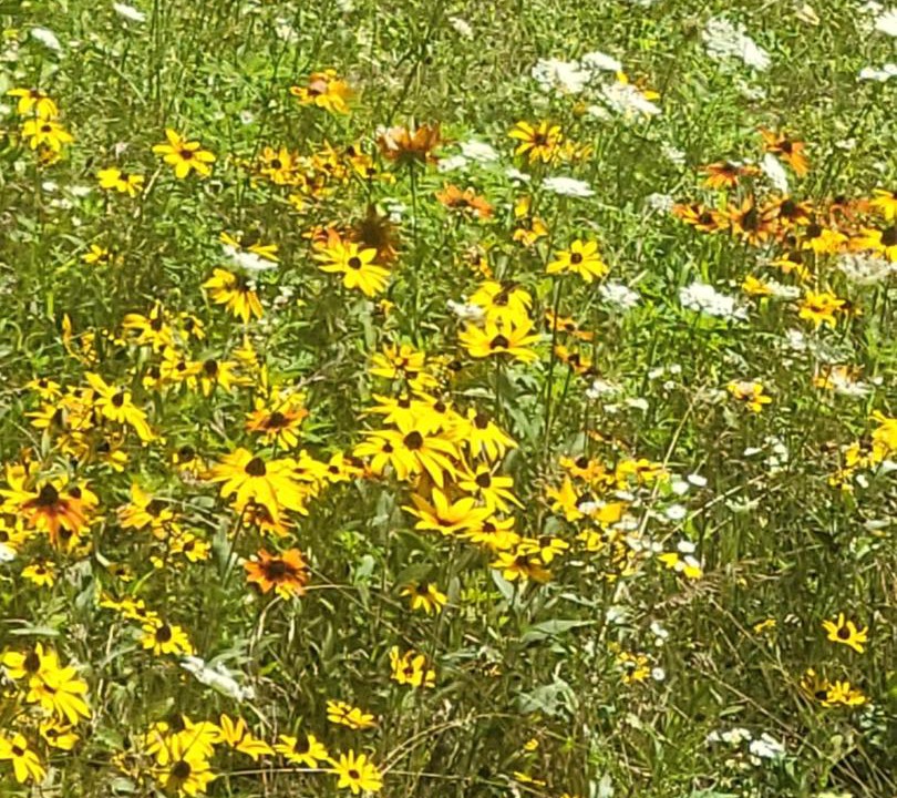 Photo of Others in Victor