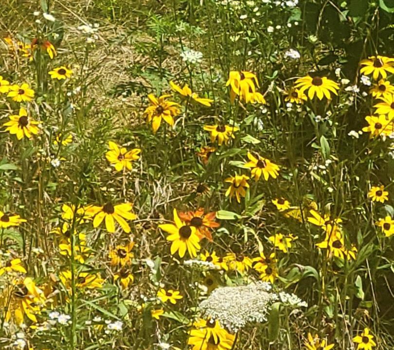 Photo of Others in Victor