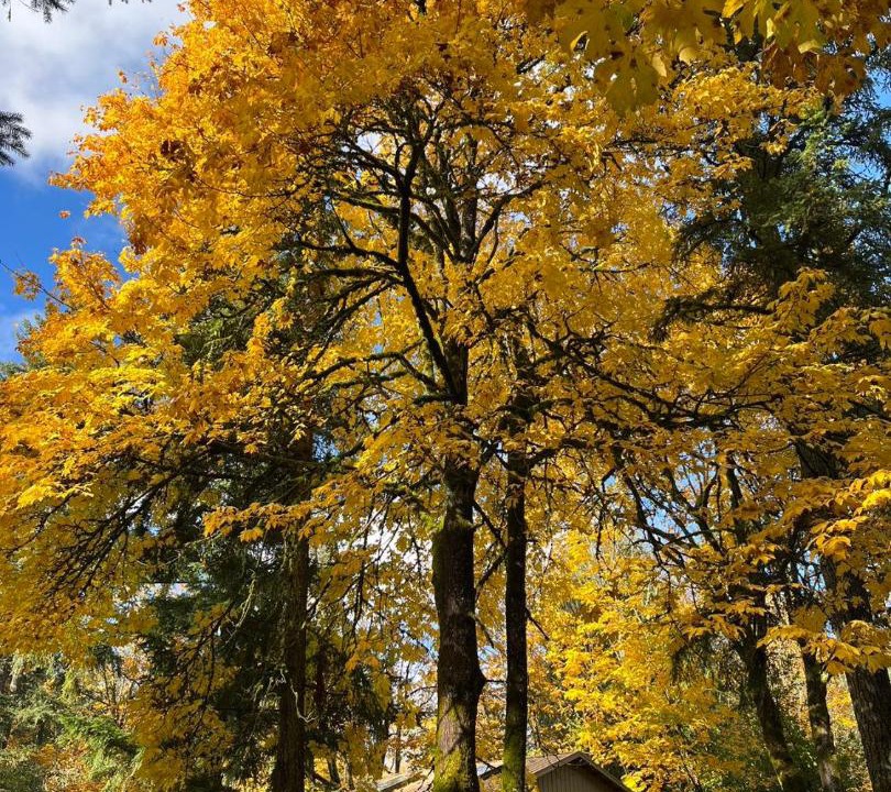 Photo of Others in Union Hill-Novelty Hill