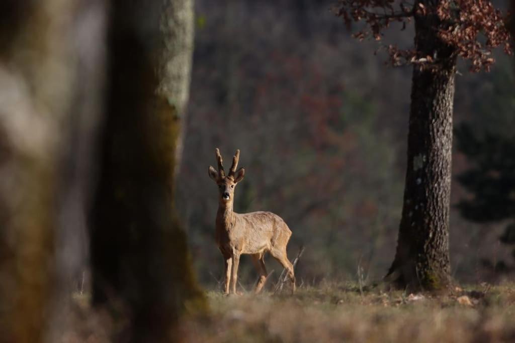 Photo of Others in Sainte-Foy-de-Longas