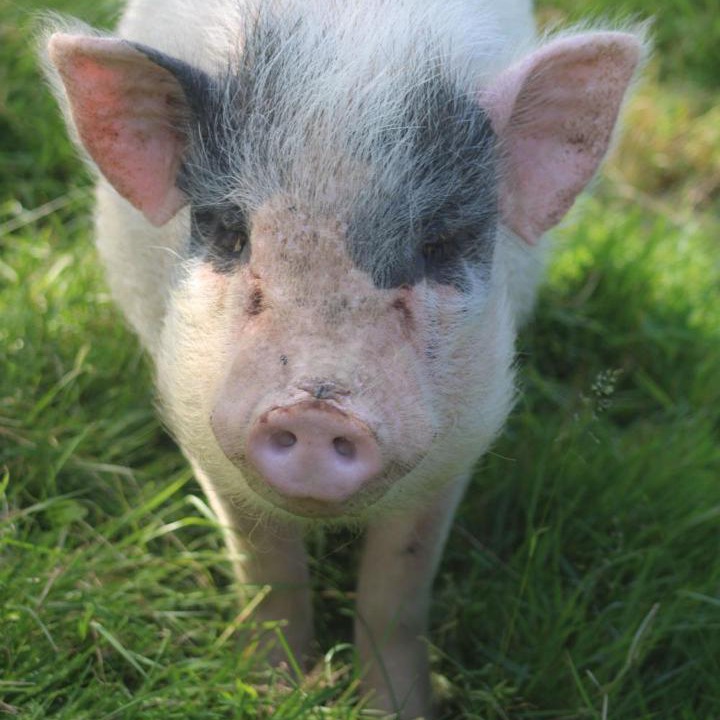 Photo of Others in Vihiers