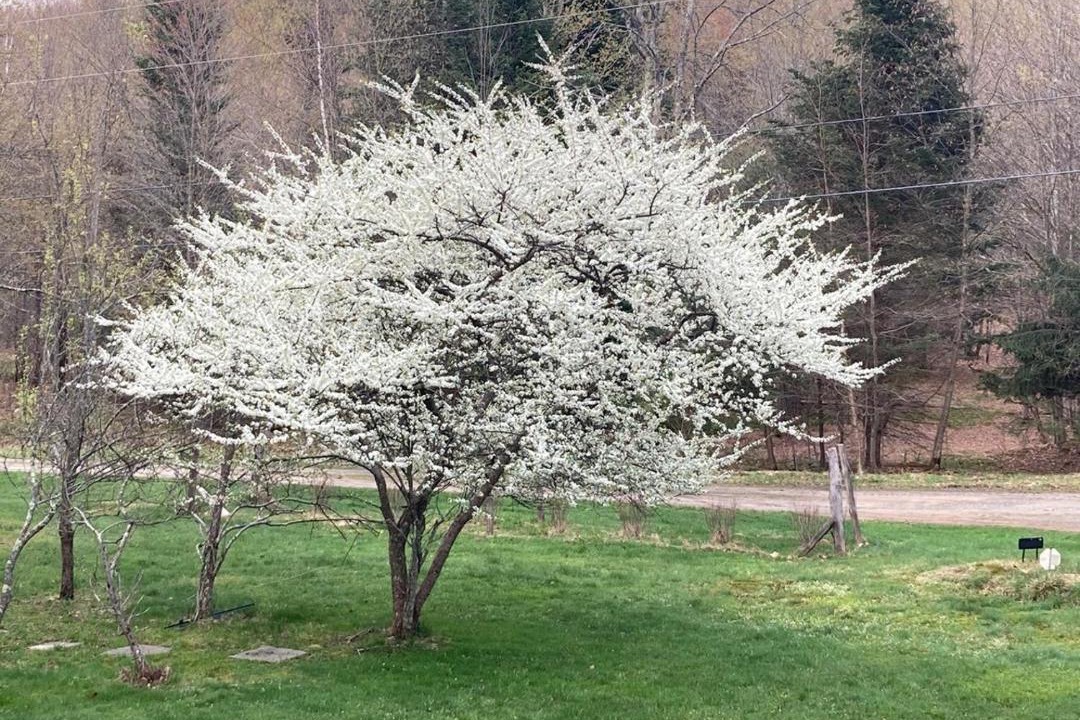 Photo of Outdoor in Town of Colchester