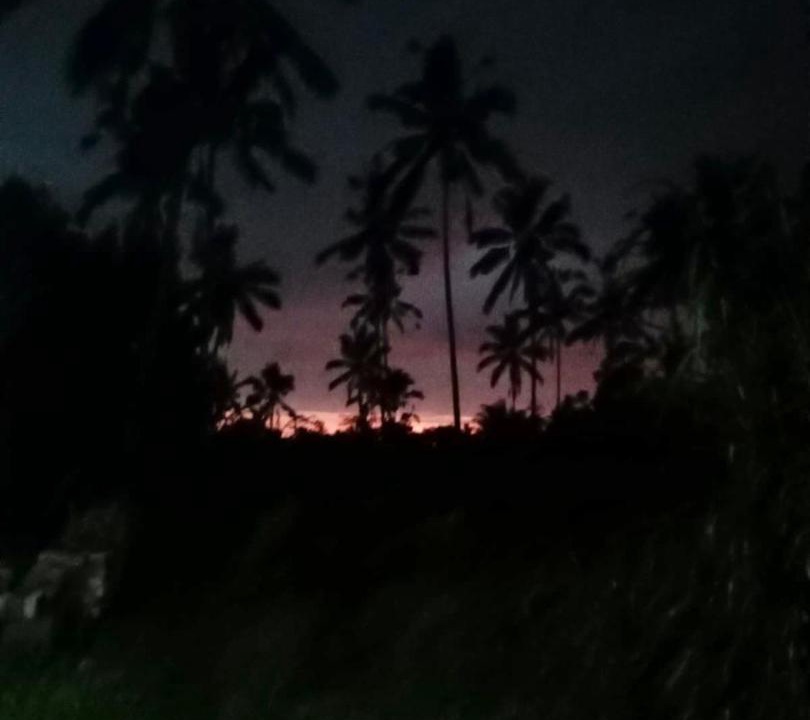 Photo of Others in Taro