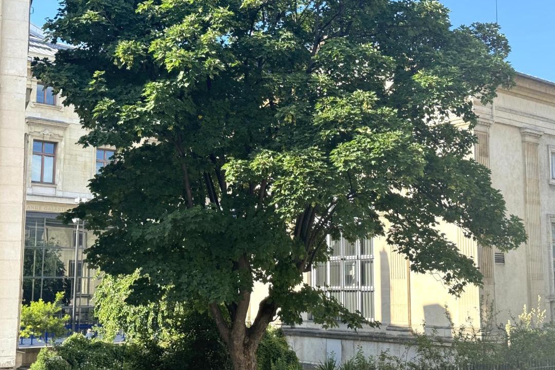Photo of Others in Jardin des plantes