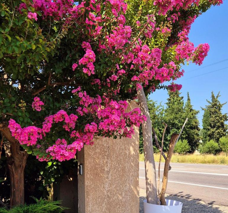 Photo of Outdoor in Chateauneuf-du-Rhone
