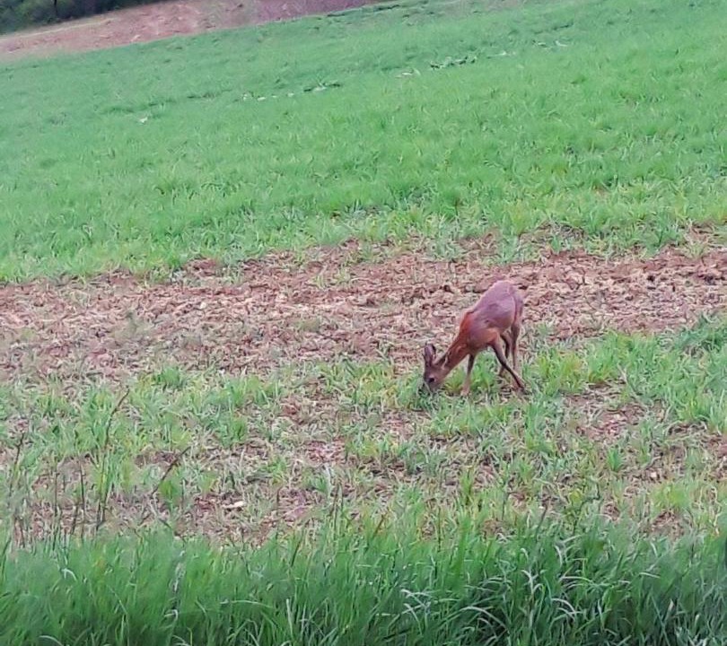 Photo of Others in Betcave-Aguin