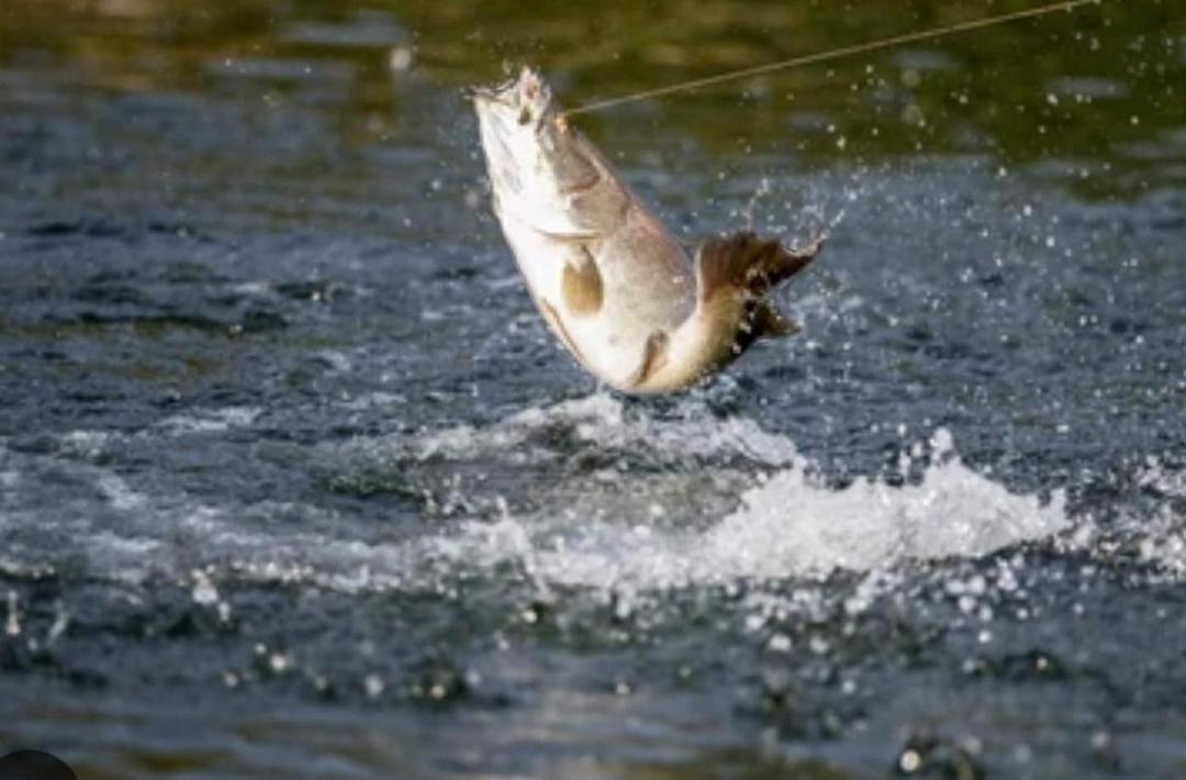 Photo of Others in Rosa