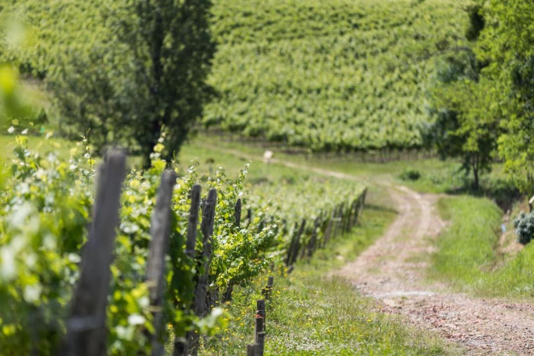 Photo of Outdoor in Benesse-les-Dax