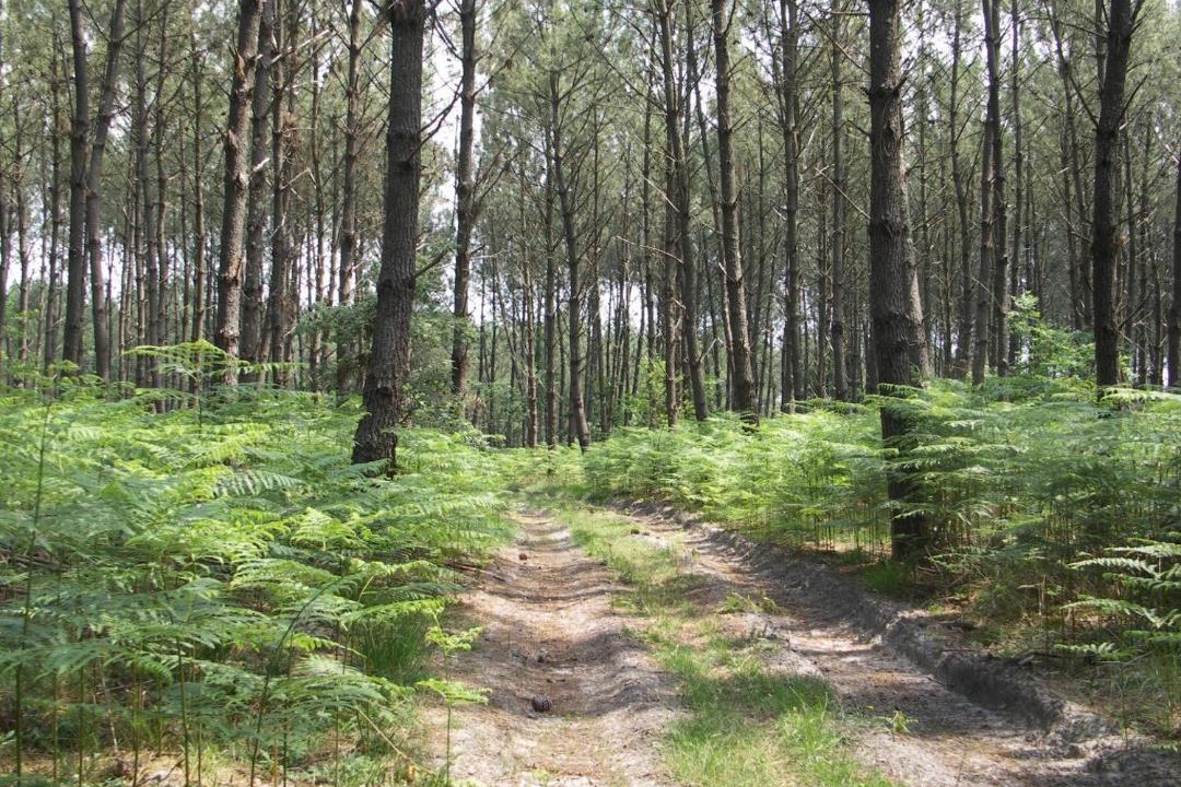 Photo of Others in Morcenx