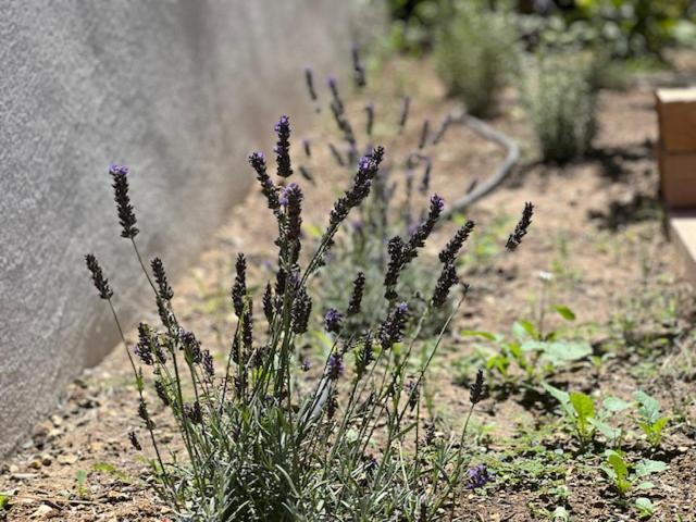 Photo of Others in Puyvert