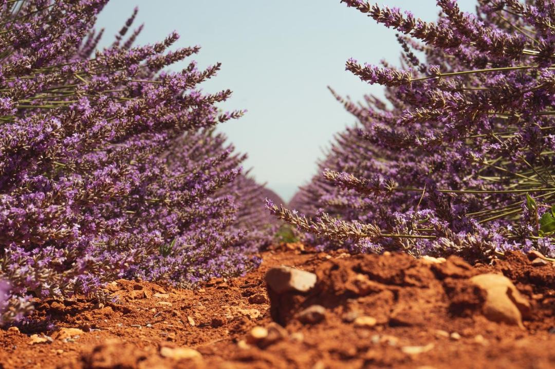 Photo of Others in Valensole